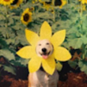 Meet your Posher, Isabella